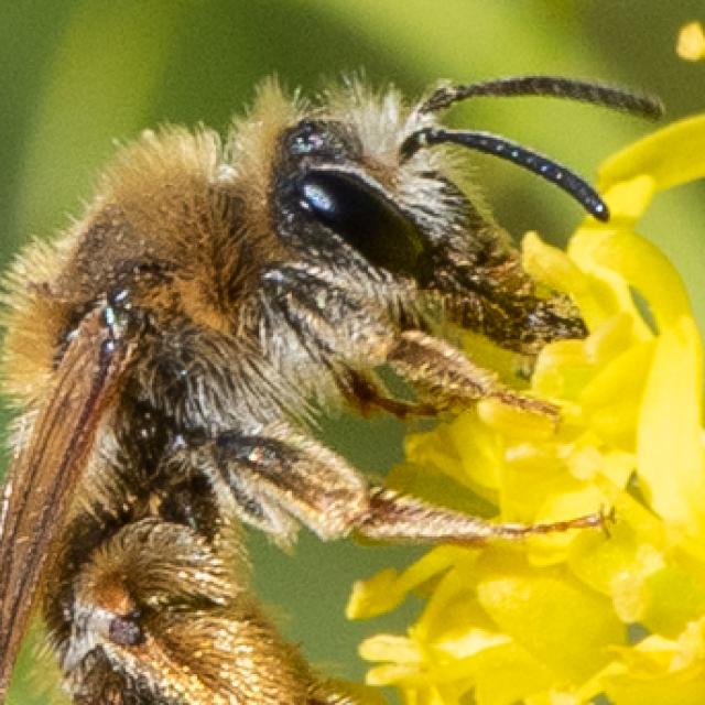 Les abeilles sauvages de Suisse Andrène des alpages - Andrena ranunculorum