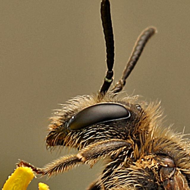 Les abeilles sauvages de Suisse  - Andrena strohmella