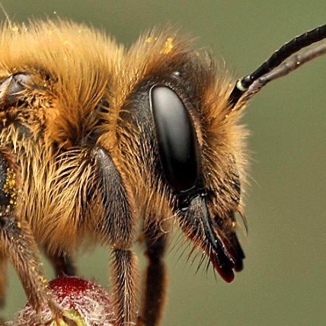 Les abeilles sauvages de Suisse Andrène de Trimmer - Andrena trimmerana