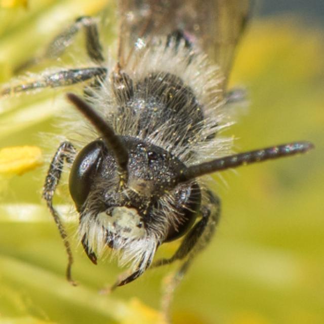 Les abeilles sauvages de Suisse Andrène ventrale - Andrena ventralis