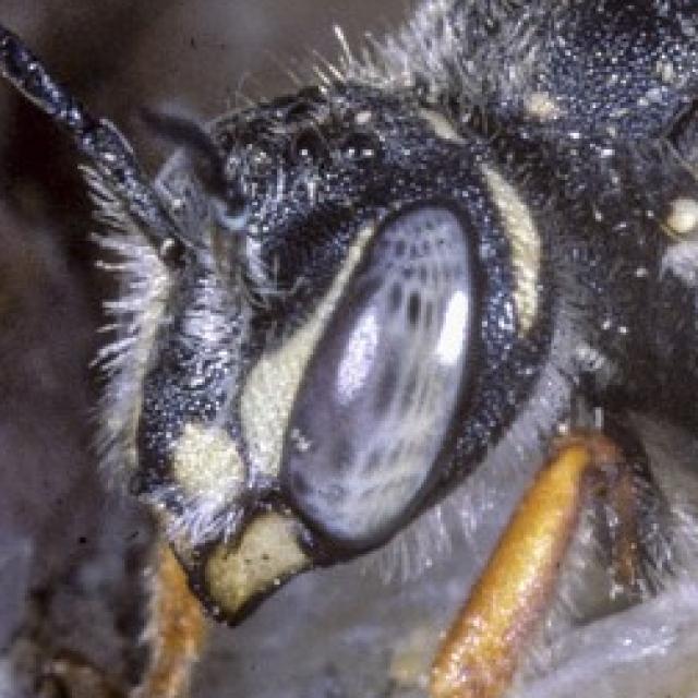 Les abeilles sauvages de Suisse  - Rhodanthidium caturigense