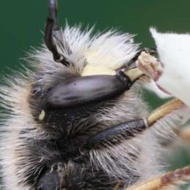Les abeilles sauvages de Suisse  - Anthidium montanum