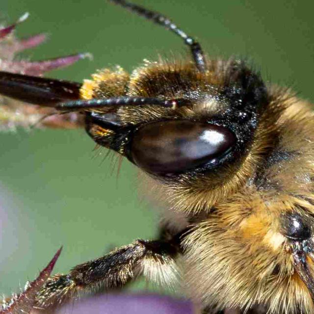 Les abeilles sauvages de Suisse Anthophore fourchue - Anthophora furcata