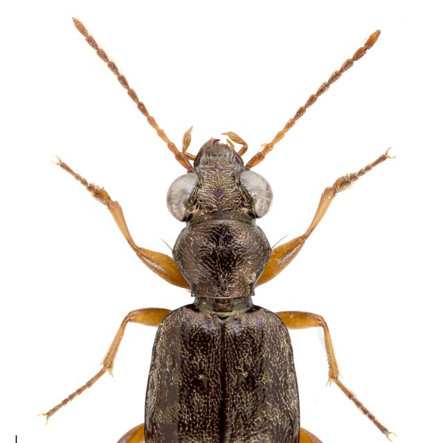Carabes de Suisse  - Asaphidion austriacum