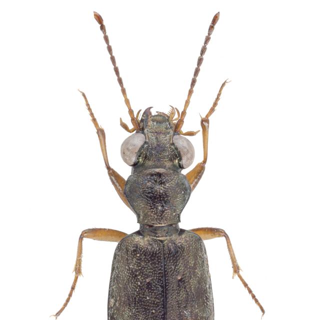 Carabes de Suisse  - Asaphidion flavipes