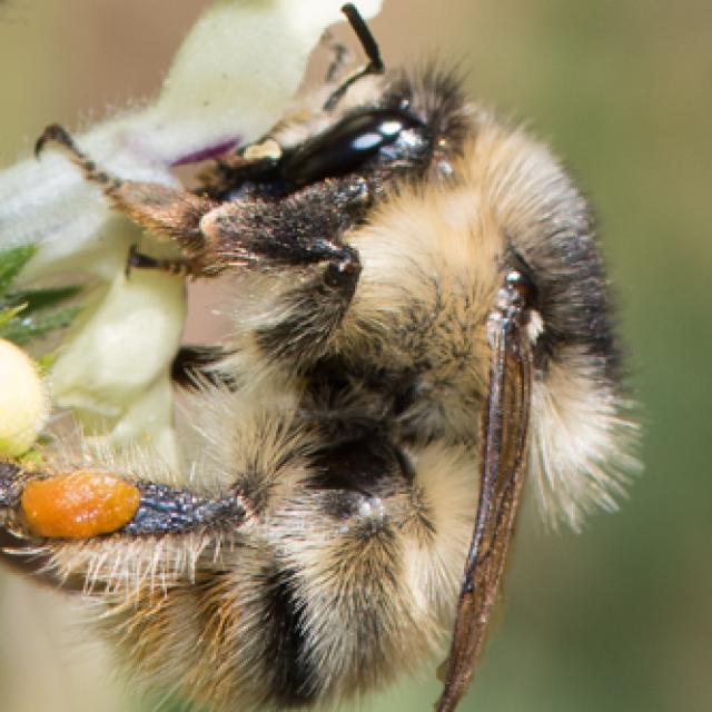 Les abeilles sauvages de Suisse Bourdon grisé - Bombus sylvarum