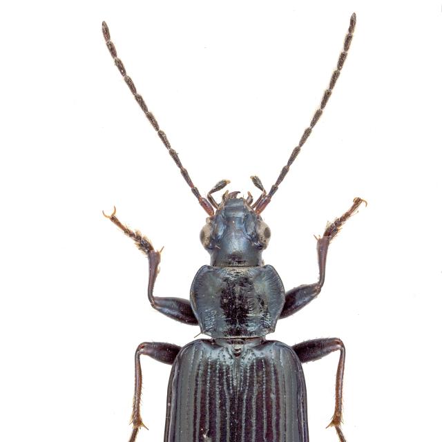 Carabes de Suisse  - Bembidion ascendens