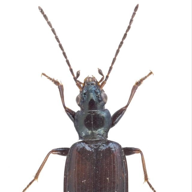 Carabes de Suisse  - Bembidion atrocaeruleum