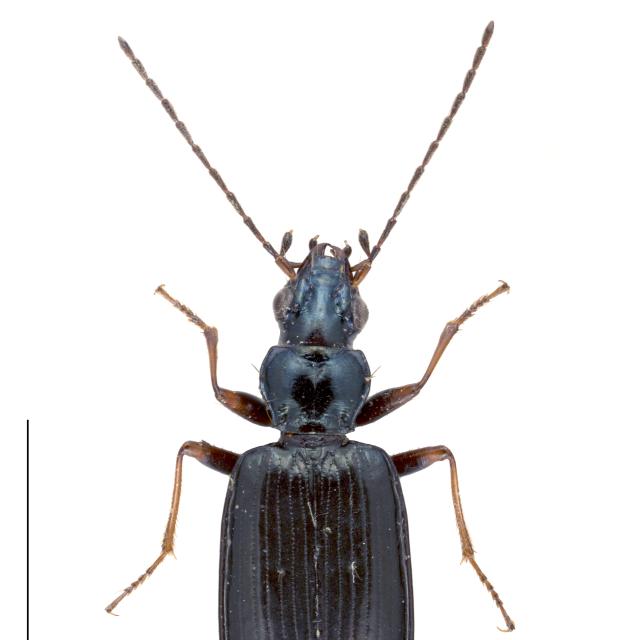 Carabes de Suisse  - Bembidion bugnioni bugnioni