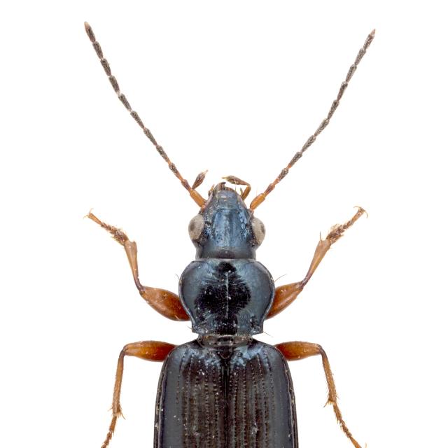Carabes de Suisse  - Bembidion decorum decorum