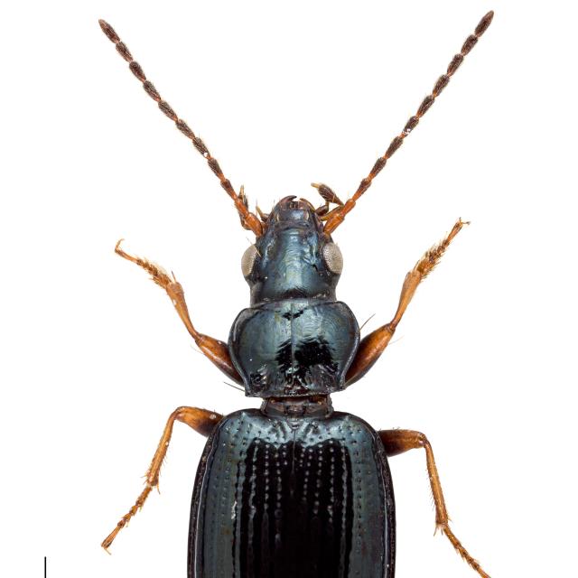 Carabes de Suisse  - Bembidion deletum deletum