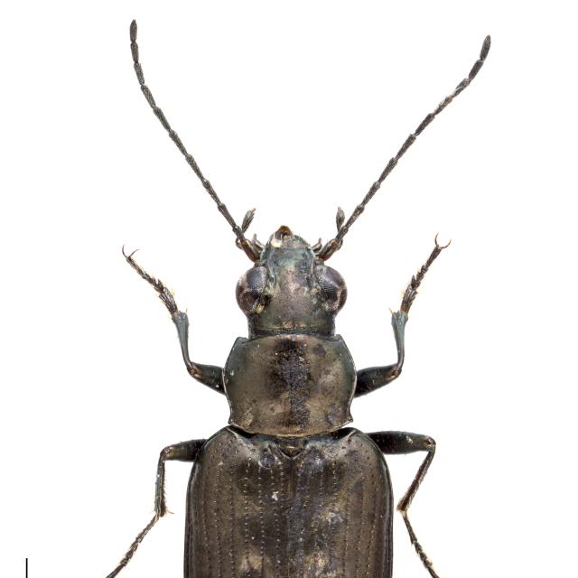 Carabes de Suisse  - Bembidion foraminosum