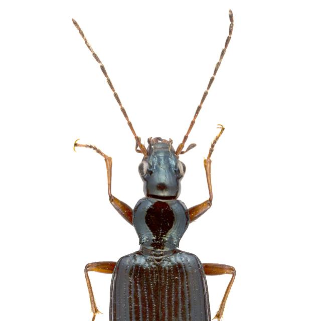 Carabes de Suisse  - Bembidion fulvipes
