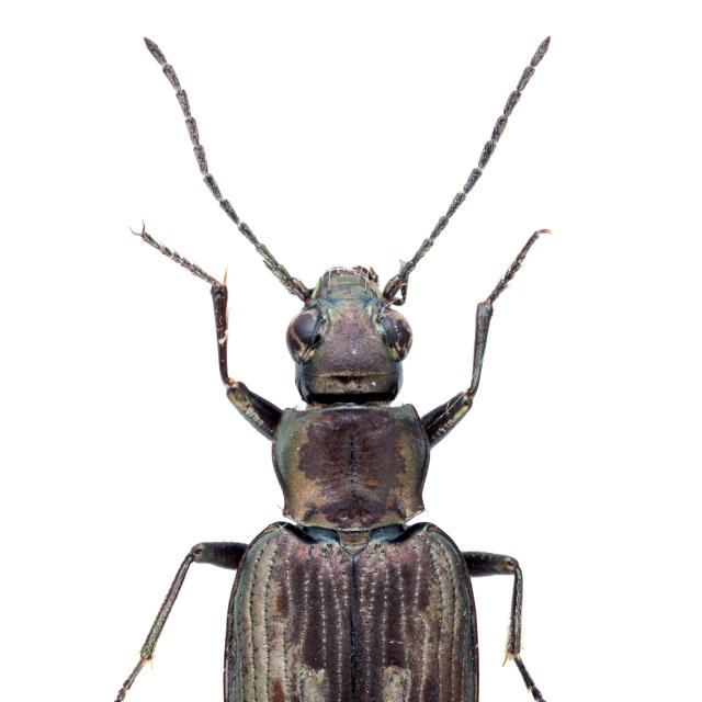 Carabes de Suisse  - Bembidion litorale