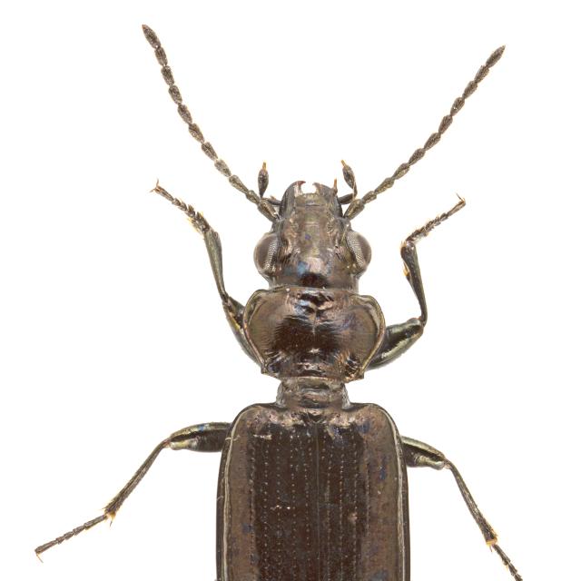 Carabes de Suisse  - Bembidion magellense alpicola