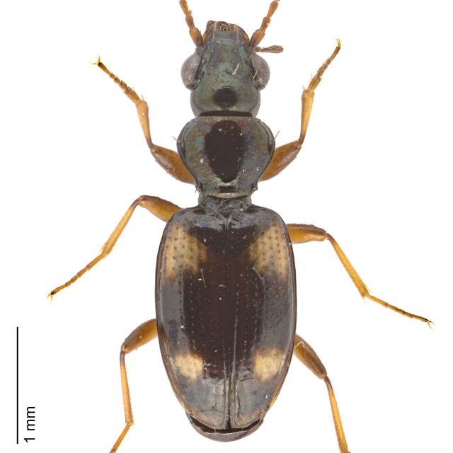 Carabes de Suisse  - Bembidion quadrimaculatum quadrimaculatum