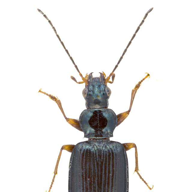 Carabes de Suisse  - Bembidion terminale terminale 