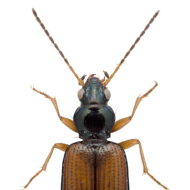 Carabes de Suisse  - Bembidion testaceum testaceum 