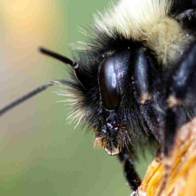 Les abeilles sauvages de Suisse  - Bombus sichelii