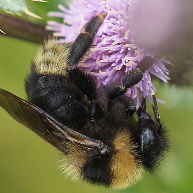 Les abeilles sauvages de Suisse Psithyre des champs - Bombus campestris