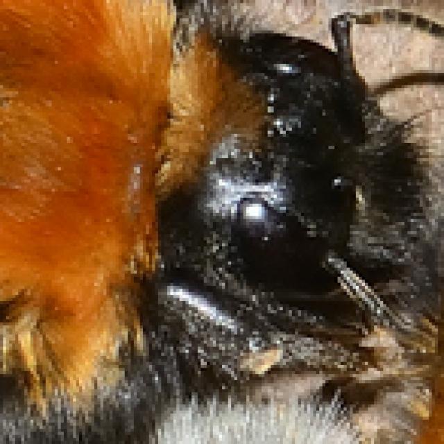 Les abeilles sauvages de Suisse Bourdon des arbres - Bombus hypnorum
