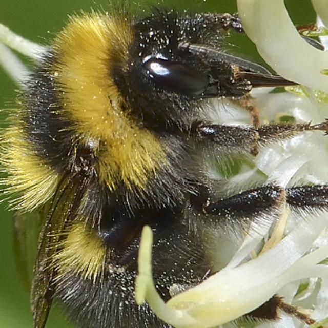 Les abeilles sauvages de Suisse Petit bourdon des landes - Bombus jonellus