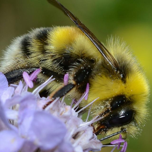 Les abeilles sauvages de Suisse Bourdon des forêts - Bombus lucorum