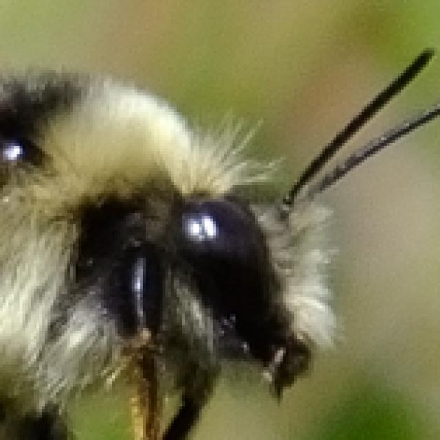 Les abeilles sauvages de Suisse  - Bombus mendax