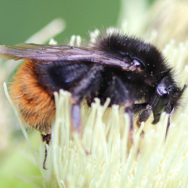 Les abeilles sauvages de Suisse  - Bombus quadricolor