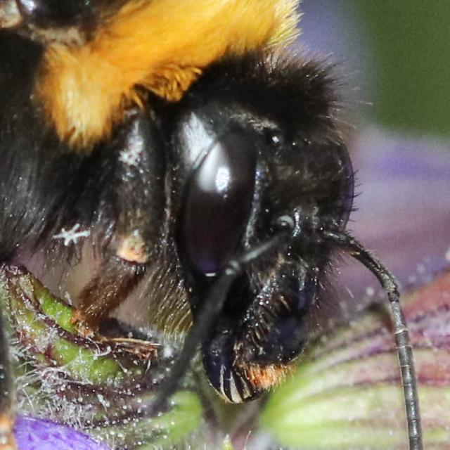 Les abeilles sauvages de Suisse Bourdon des friches - Bombus ruderatus