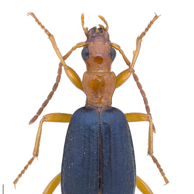 Carabes de Suisse  - Brachinus elegans