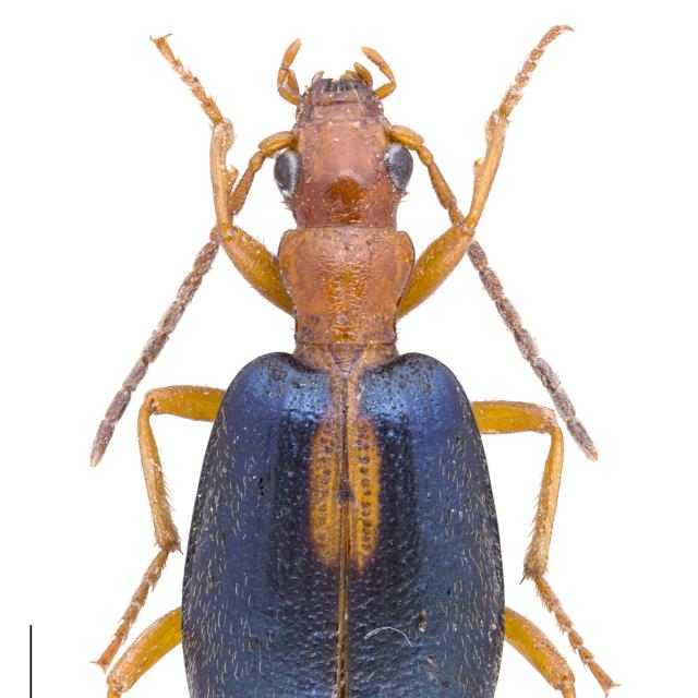 Carabes de Suisse  - Brachinus sclopeta