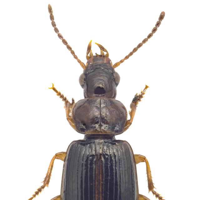Carabes de Suisse  - Bradycellus ruficollis