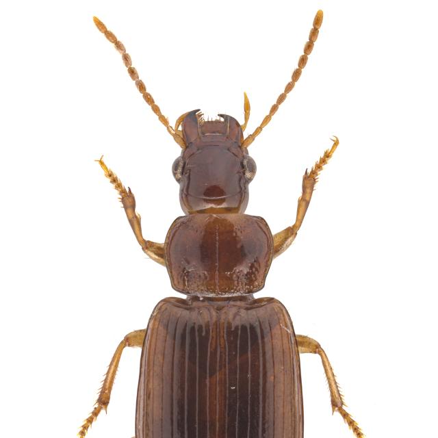 Carabes de Suisse  - Bradycellus verbasci