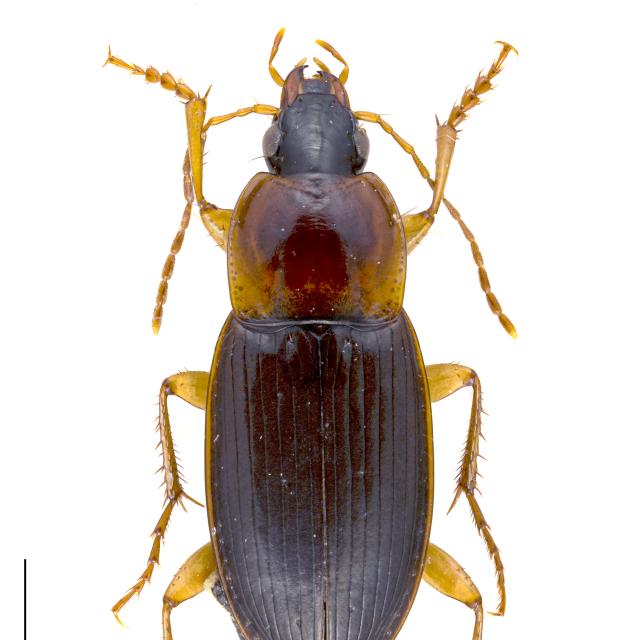 Carabes de Suisse  - Calathus cinctus