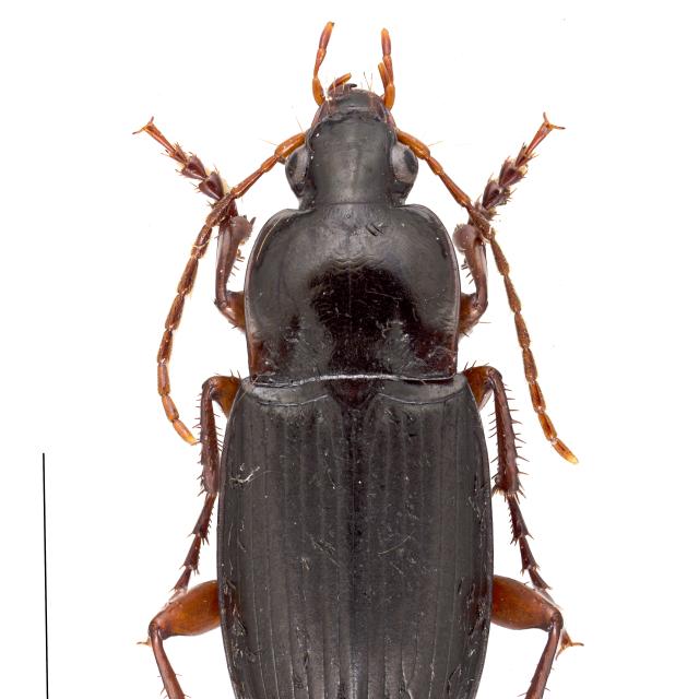 Carabes de Suisse  - Calathus erratus erratus