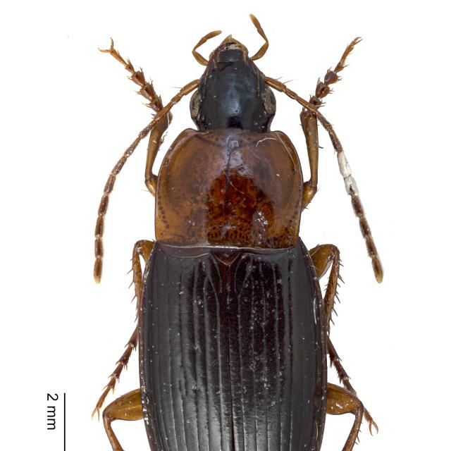 Carabes de Suisse  - Calathus melanocephalus melanocephalus