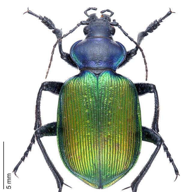 Carabes de Suisse  - Calosoma sycophanta sycophanta