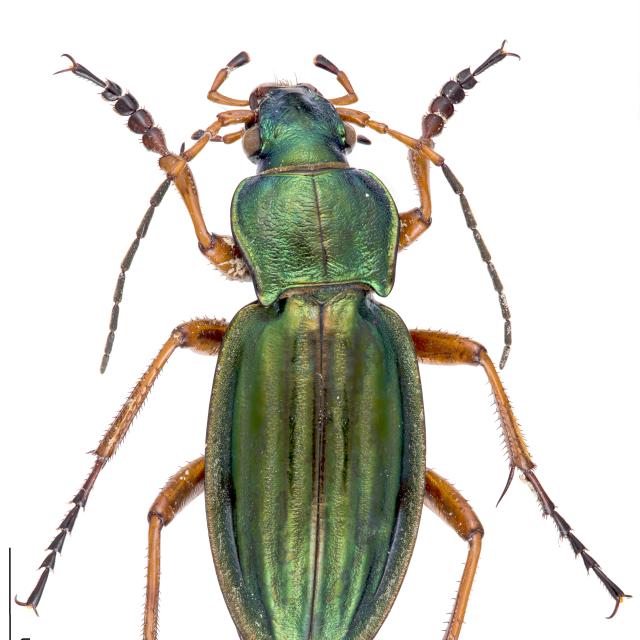 Carabes de Suisse  - Carabus auratus auratus