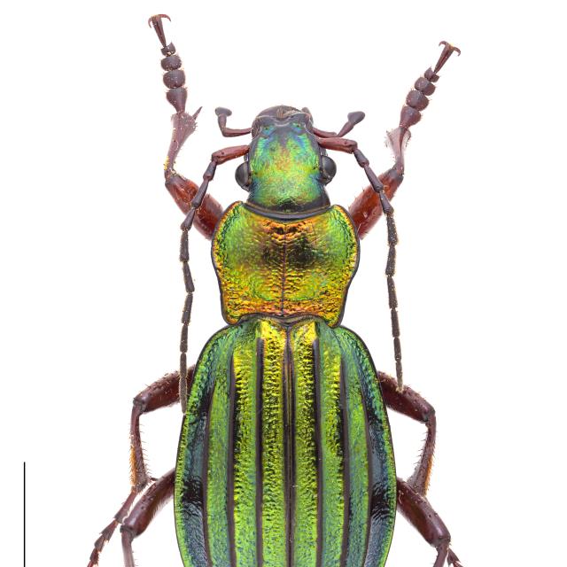 Carabes de Suisse  - Carabus auronitens auronitens