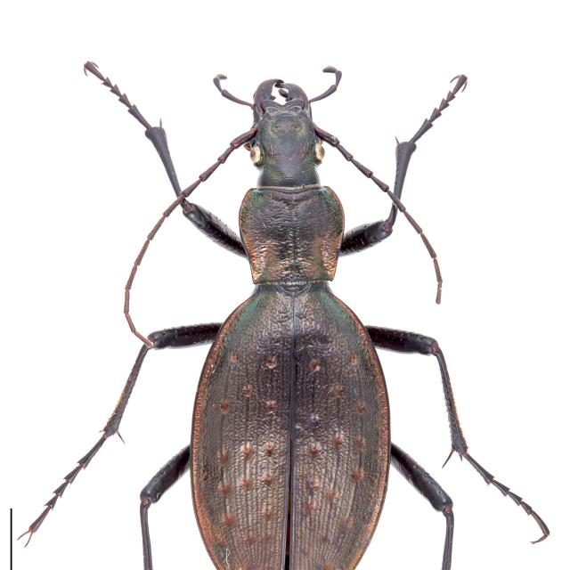 Carabes de Suisse  - Carabus creutzeri kircheri