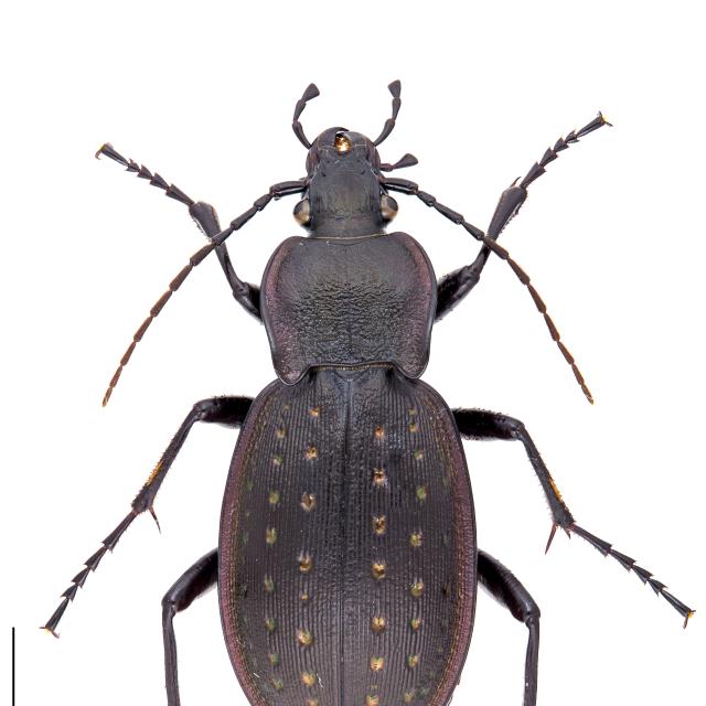 Carabes de Suisse  - Carabus hortensis hortensis