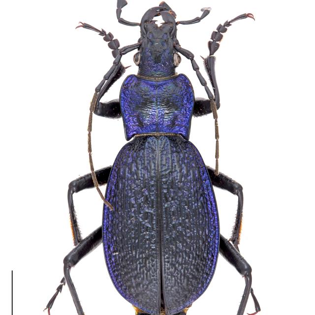 Carabes de Suisse  - Carabus intricatus intricatus