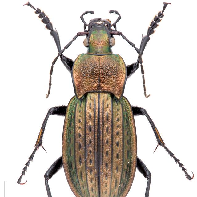 Carabes de Suisse  - Carabus italicus italicus