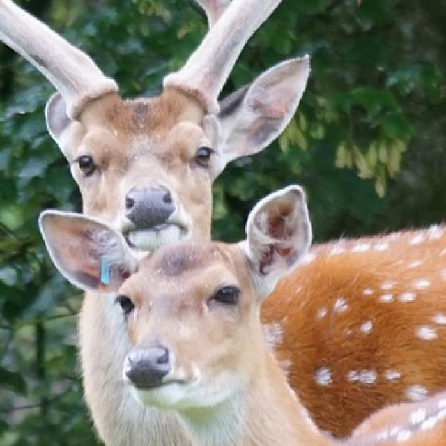 Les espèces néozones de Suisse Cerf Sika - Cervus nippon