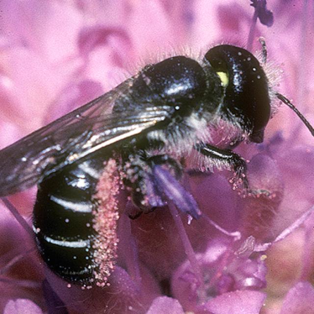 Les abeilles sauvages de Suisse  - Chelostoma grande