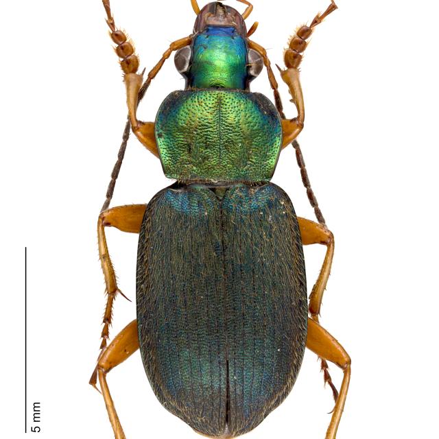Carabes de Suisse  - Chlaenius nitidulus