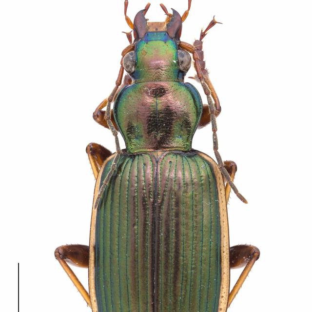 Carabes de Suisse  - Chlaenius spoliatus spoliatus