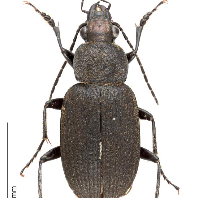 Carabes de Suisse  - Chlaenius tristis tristis