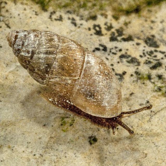 Mollusques de Suisse Bulime tridenté, Maillot à trois dents - Chondrula  tridens 